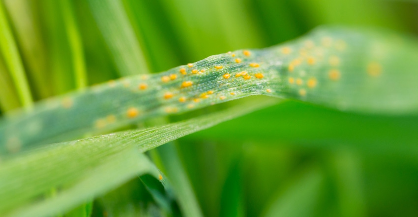 Green wheat leaf with rust
