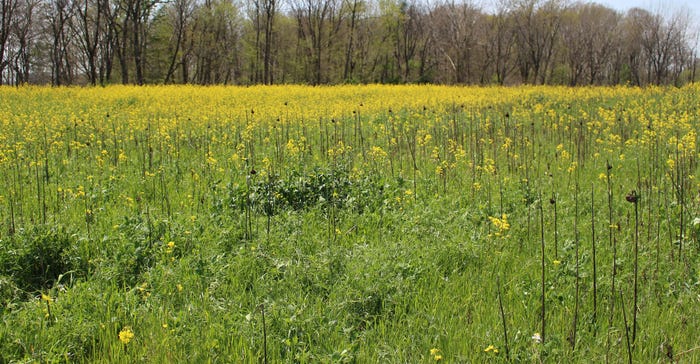 cover crop field cover crop field
