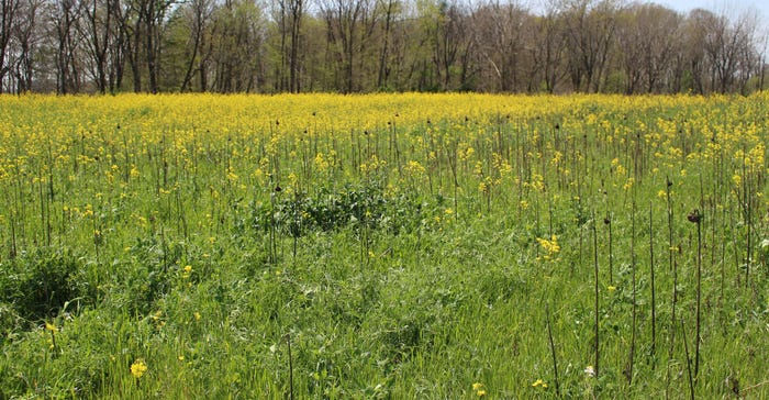 cover crop field