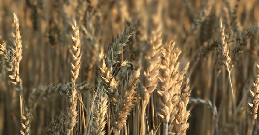 wheat field up close