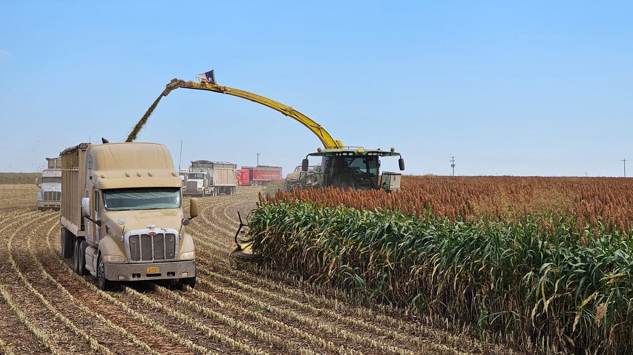 Forages In Rotation Revolutionize your rotation: Why farmers turn to canola, forages