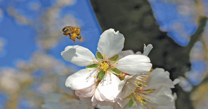 Research expands understanding of bee health | Farm Progress