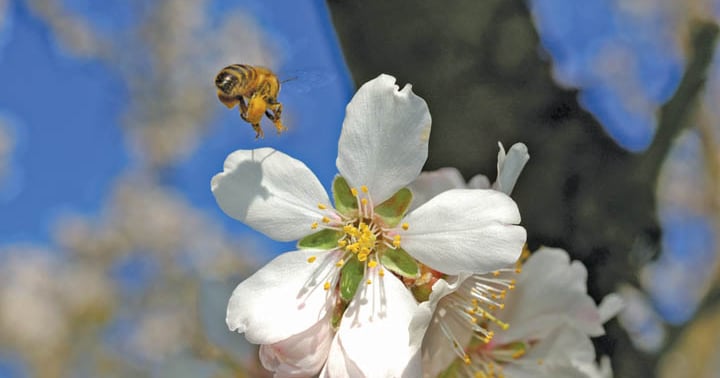 Bee Research expands understanding of bee health | Farm Progress