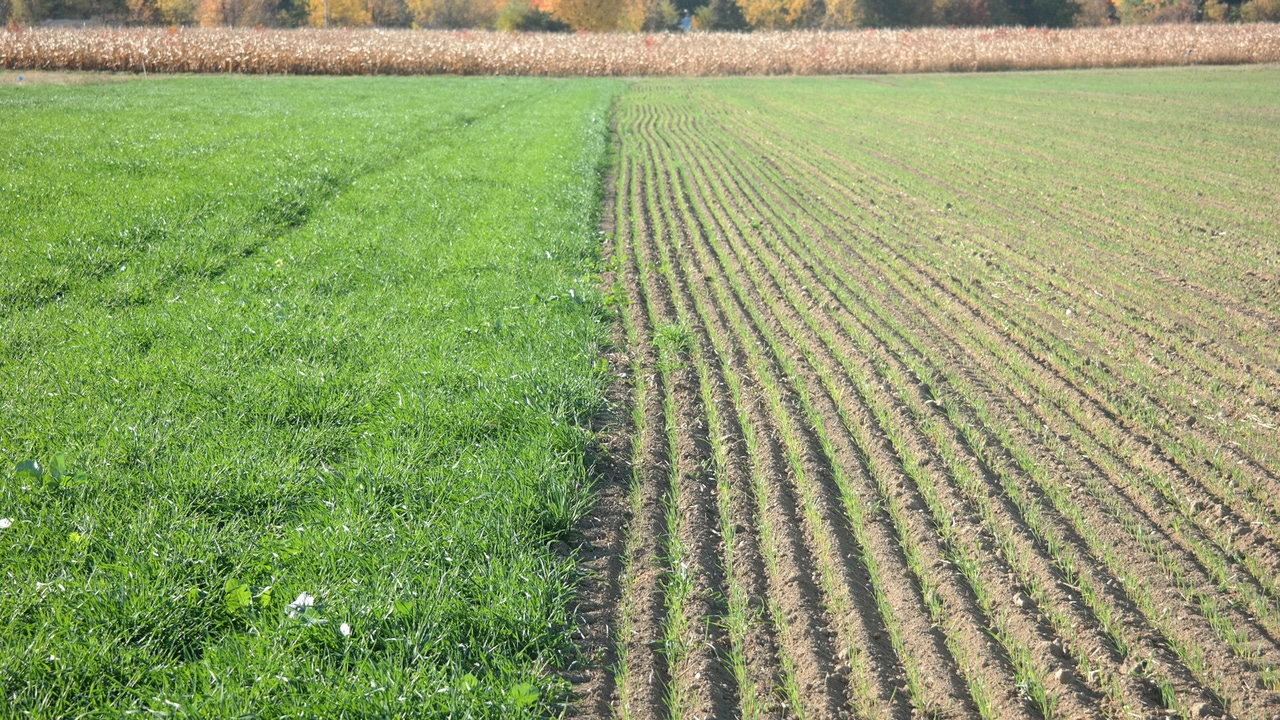 4 tips to maximize winter forage potential