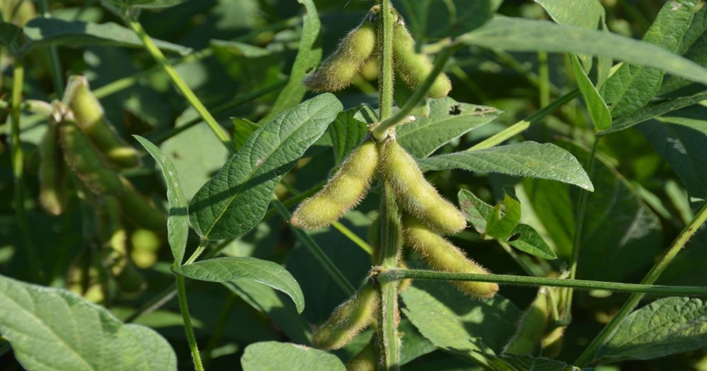 Pendleton Farms breaks North Carolina soybean record with 93 bushels