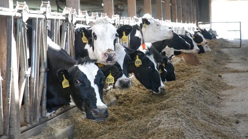 Holstein cows on a dairy farm