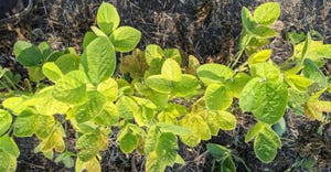 Yellowing soybeans