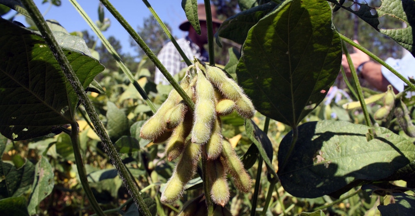 Georgia-soybeans-haire-3-a.jpg Georgia-soybeans-haire-3-a.jpg