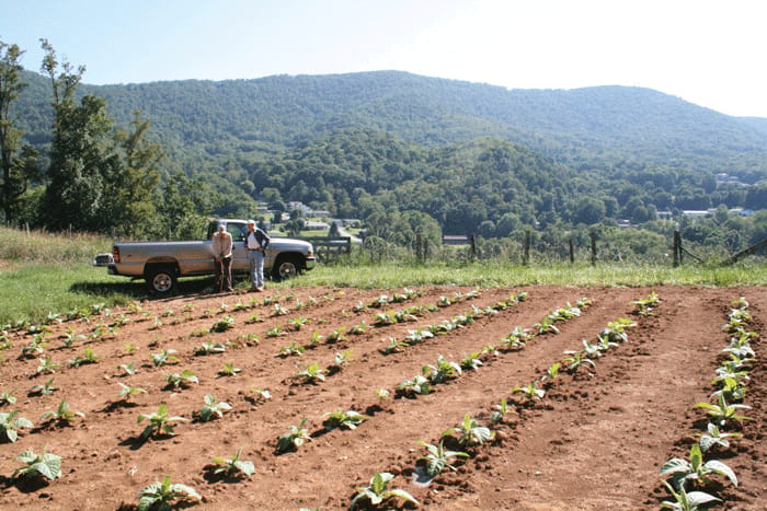 tobacco weather The NWS issued a Special Statement for parts of southern Pennsylvania, warning of an elevated risk of wildfire." Cool Weather Stress | Burley