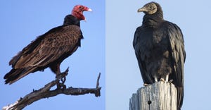 turkey vulture and black vulture sitting on branches