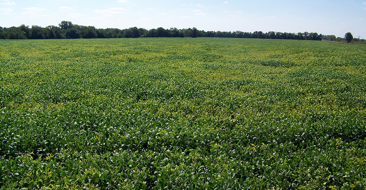 Don’t skimp on potash replacement