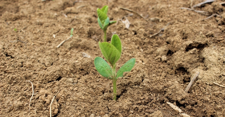 soybean seedlings emerging from dirt