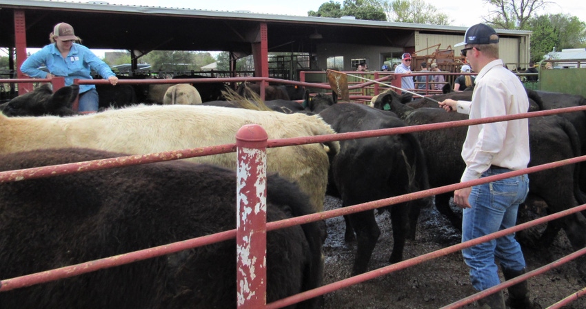 Shasta College students working with cattle