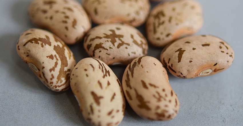 Seeds of the new leafhopper and drought resistant pinto bean, called TARS-LH1. 