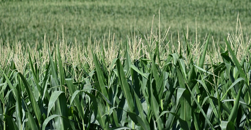 Corn field Corn field