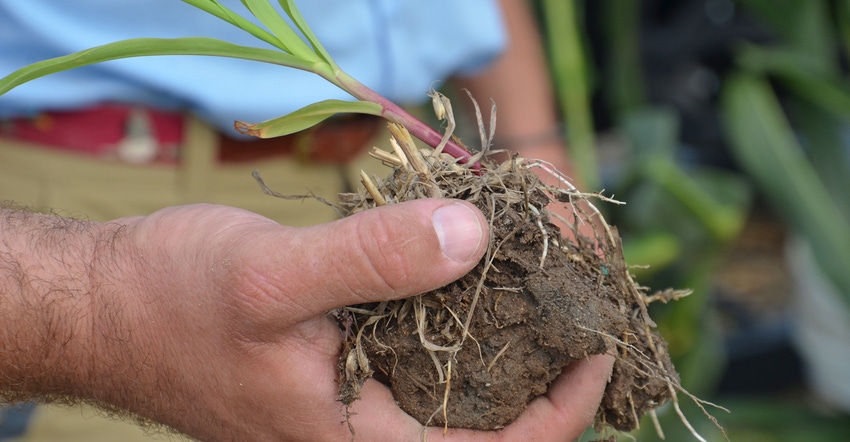 hand holding clump of dirt