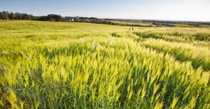 Barley field