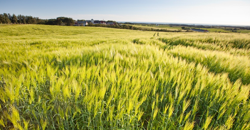 Barley field Barley field