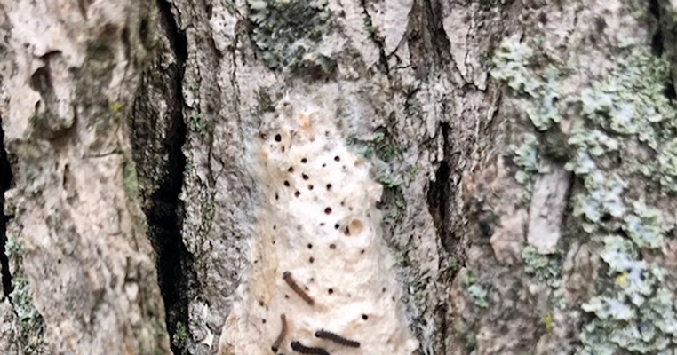 Infestations of gypsy moth increase during drought