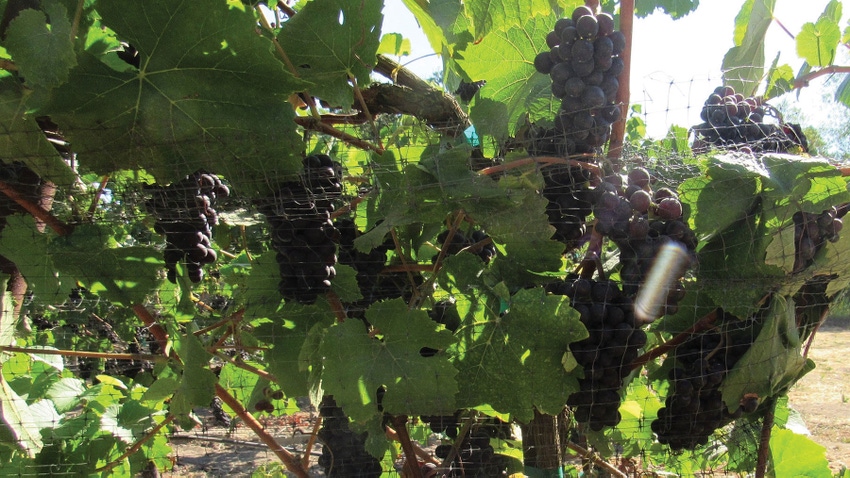 Wine grapes grow in Sonoma County, Calif.