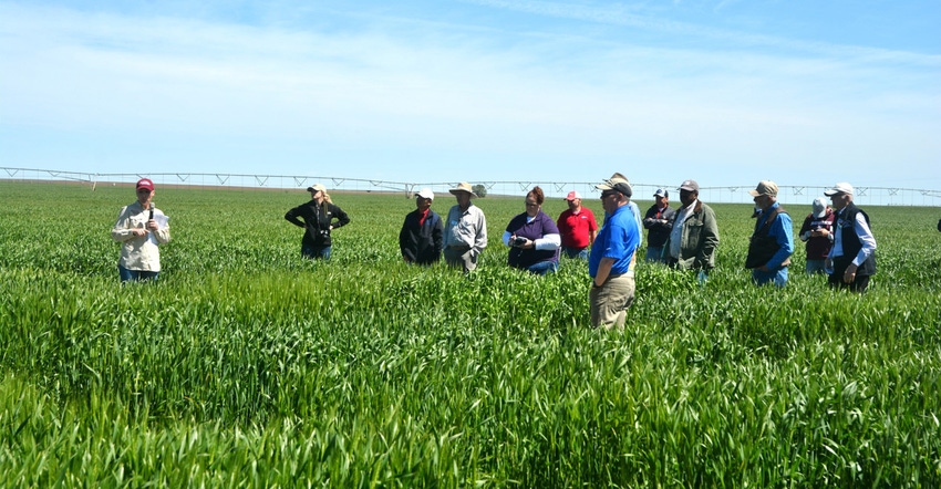 wheat-tour-kay-ledbetter.jpg wheat-tour-kay-ledbetter.jpg