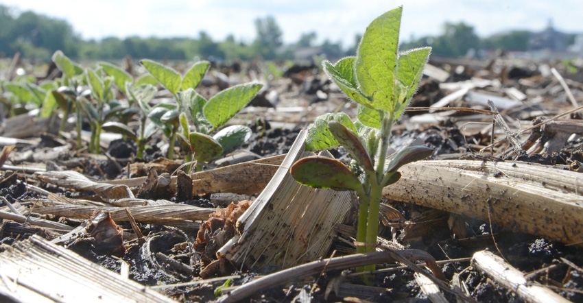 seedling soybeans
