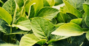 soybean plants up-close