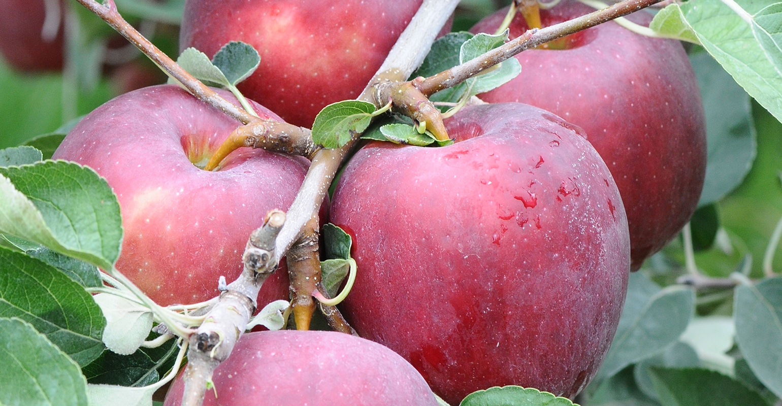Cosmic Crisp apple bursting into orchards