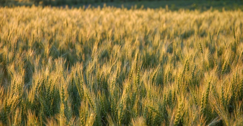 Eye level view of a winter wheat crop at sunset