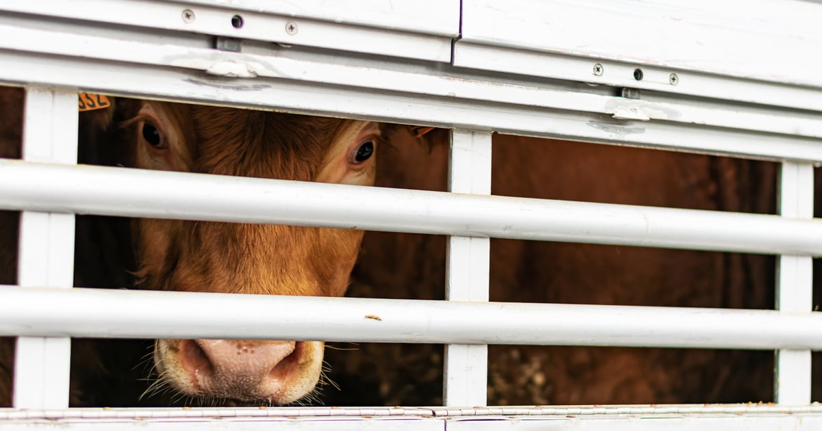 Increasing prices drive surge in cattle rustling across the U.S.