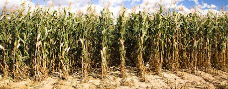 cropping_system_strategies_mitigate_drought_1_634932264022002833.jpg