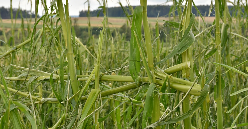cornfield showing signs of hail damage