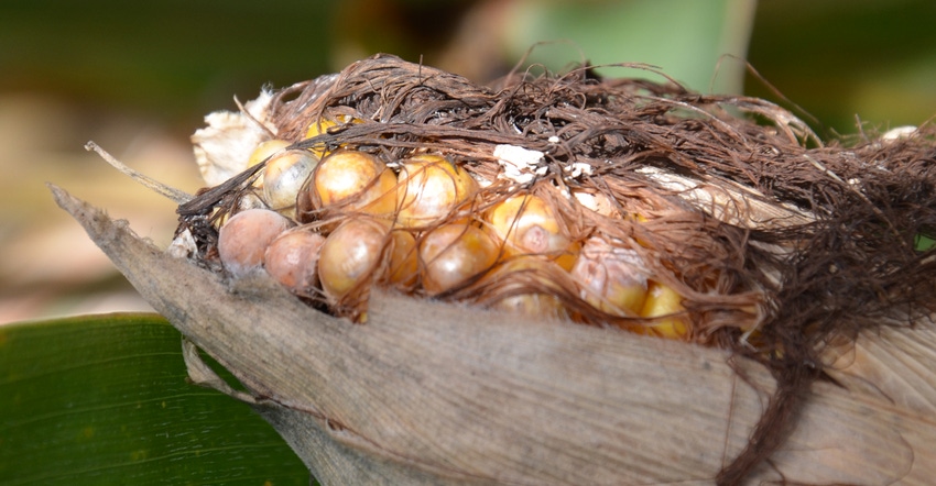 ear mold on corn