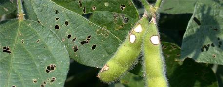 6_soybean_insects_watch_time_year_1_636054059932663664.jpg