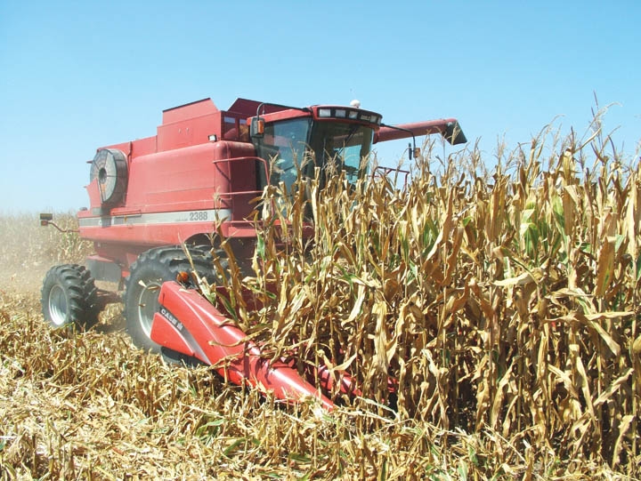 Corn stalks less valuable as feed source for cattle Farm Progress