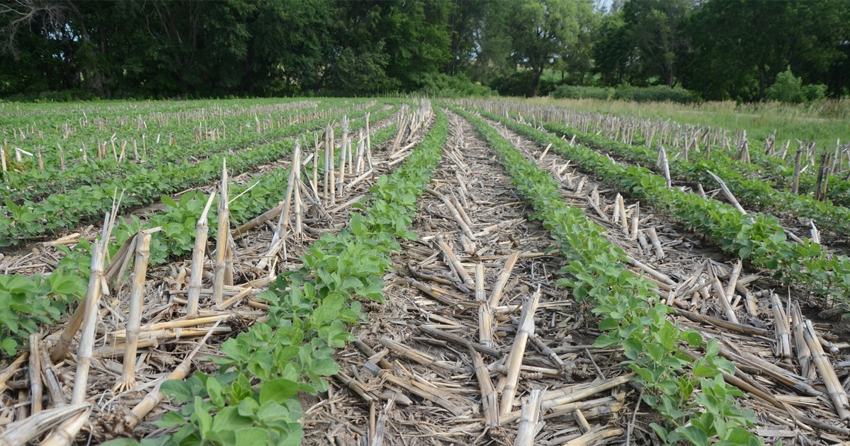Consider boron needs in soybeans