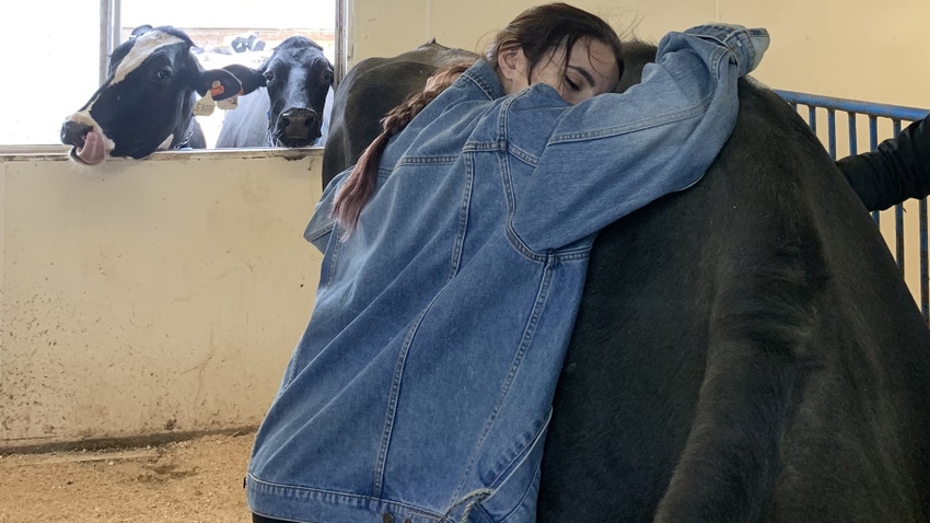 MSU student hugs a cow