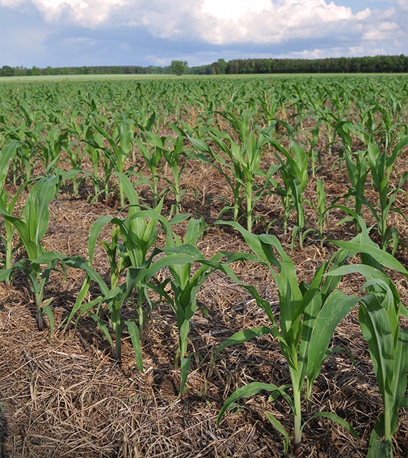 Corn grows through corn stubble in a no-till field