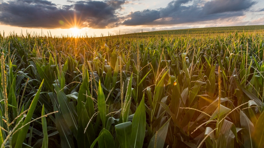 sunset over rolling cornfield