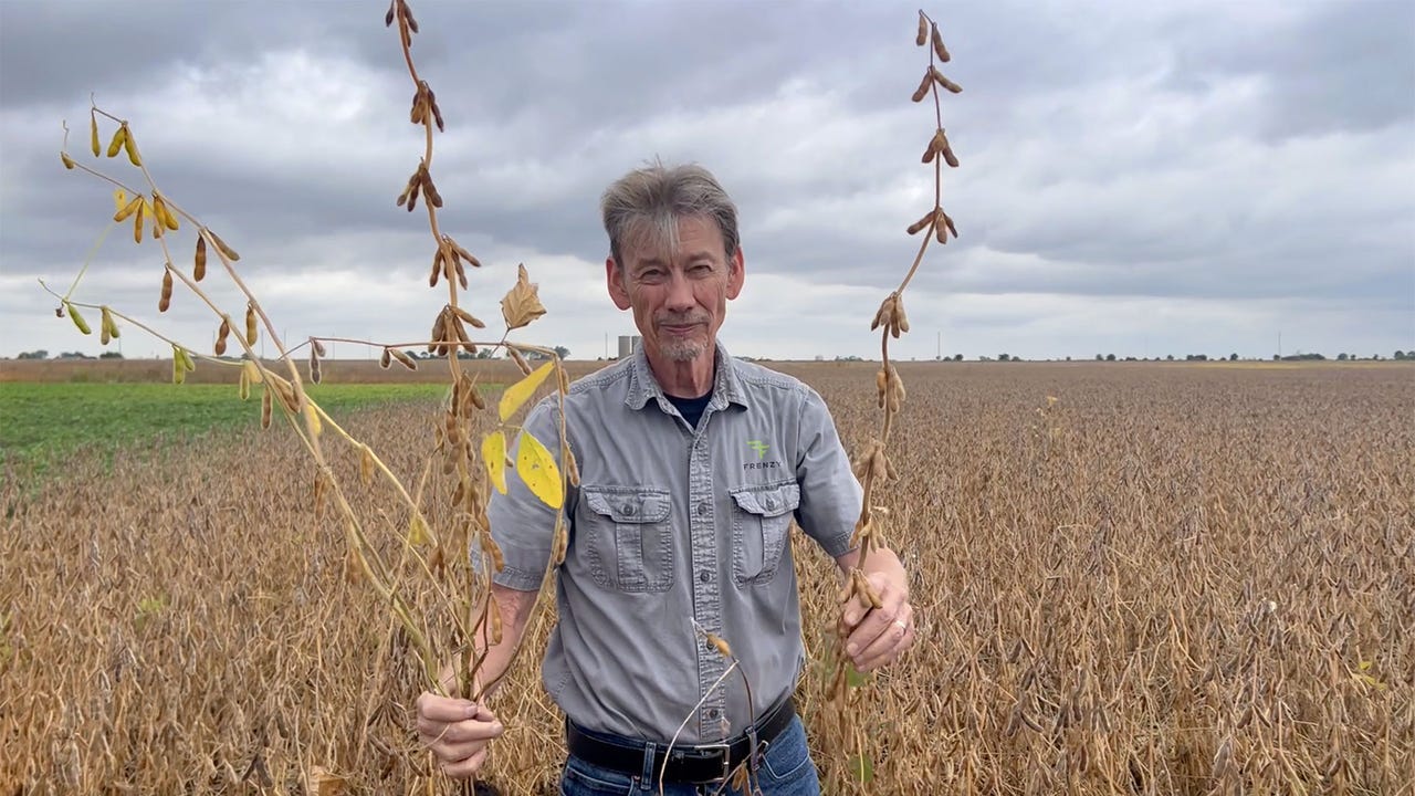 Мужчина держит растения сои, готовые к сбору урожая. Мужчина держит растения сои, готовые к сбору урожая.