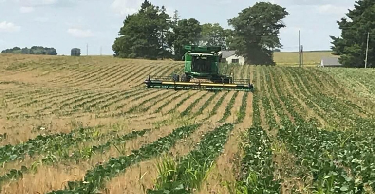 Harvesting rye in July in Loran Steinlage's interseeded soybean field in Fayette County