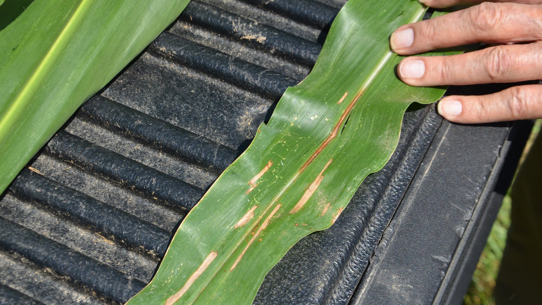 Don't forget about gray leaf spot - Vimarsana News