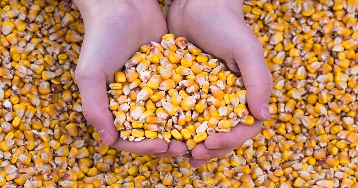 4 factors to watch in the corn market now