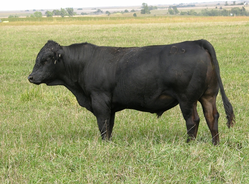 Young Angus bull on pasture