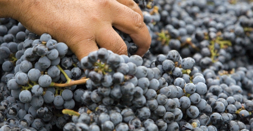 hand in purple grapes grown to produce wine