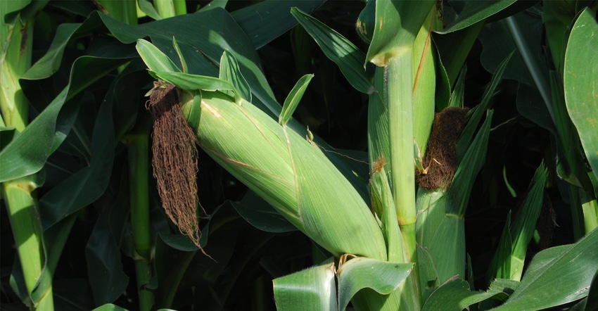 Closeup of corn plant