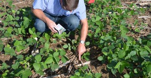 Steve Gauck scouts soybean field 