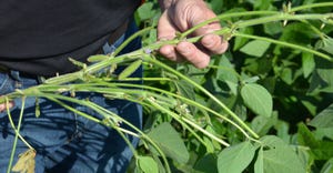hands holding soybean plant