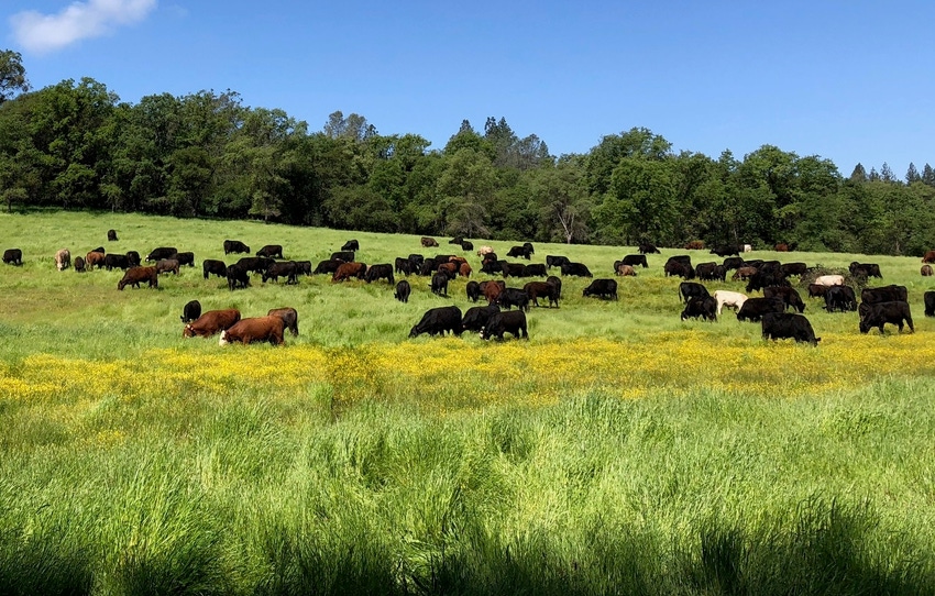 Scene from Richards Ranch in California