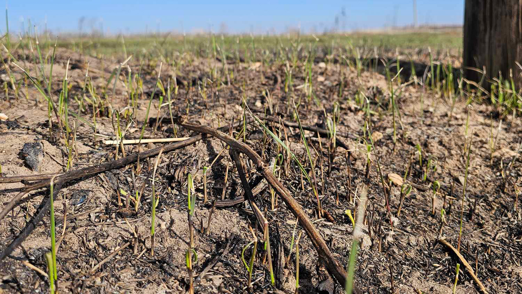 burned pasture, green 